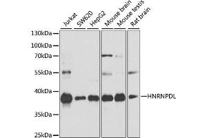 Western blot analysis of extracts of various cell lines, using HNRNPDL antibody (ABIN6127960, ABIN6141907, ABIN6141908 and ABIN6214947) at 1:1000 dilution.