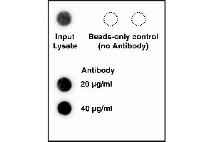 hTERT antibody QC by northern analysis. (hTERT antibody)