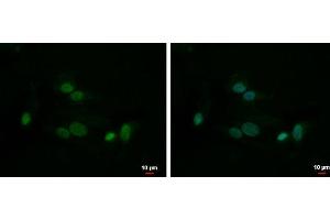 ICC/IF Image HMGB1 antibody detects HMGB1 protein at nucleus by immunofluorescent analysis. (HMGB1 antibody)