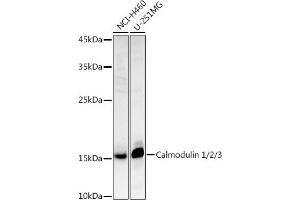 Western blot analysis of extracts of various cell lines, using Calmodulin 1/2/3 antibody (ABIN3021661, ABIN3021662, ABIN3021663, ABIN1512661 and ABIN6215489) at 1:1000 dilution. (Calmodulin 1 antibody  (AA 1-149))