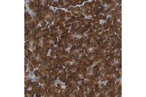Immunohistochemical staining of human pancreas with PLEKHA2 polyclonal antibody  shows strong cytoplasmic positivity in exocrine glandular cells. (PLEKHA2 antibody)