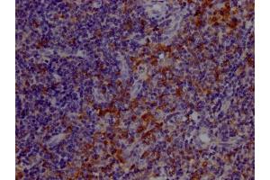 IHC image of ABIN7127847 diluted at 1:100 and staining in paraffin-embedded human tonsil tissue performed on a Leica BondTM system. (Recombinant TLR7 antibody)