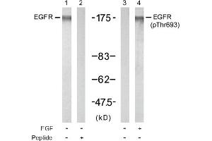 Image no. 1 for anti-Epidermal Growth Factor Receptor (EGFR) (Thr693) antibody (ABIN197415) (EGFR antibody  (Thr693))