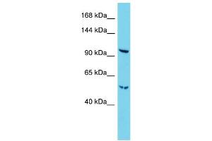 Host:  Rabbit  Target Name:  Radil  Sample Type:  Mouse Lung lysates  Antibody Dilution:  1. (Radil antibody  (C-Term))