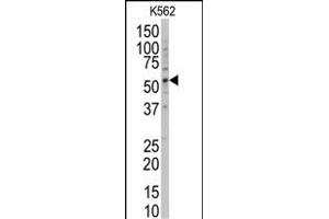 Western blot analysis of anti-POLG2 Antibody (Center) (ABIN6243952 and ABIN6578922) in K562 cell line lysates (35 μg/lane). (POLG2 antibody  (AA 205-234))