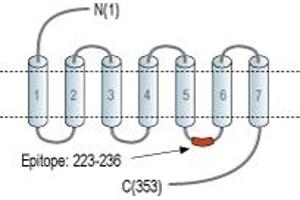 Melatonin Receptor 1A (MTNR1A) peptide