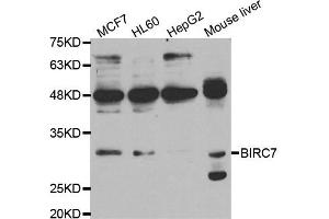 Western blot analysis of extracts of various cell lines, using BIRC7 antibody. (BIRC7 antibody)