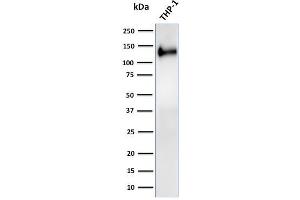 Western Blot Analysis of human THP-1 cell lysate using CD31 Rabbit Recombinant Monoclonal Antibody (C31/2876R). (Recombinant CD31 antibody)