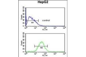 WDR43 Antibody (C-term) (ABIN651679 and ABIN2840356) flow cytometric analysis of HepG2 cells (bottom histogram) compared to a negative control cell (top histogram). (WDR43 antibody  (C-Term))