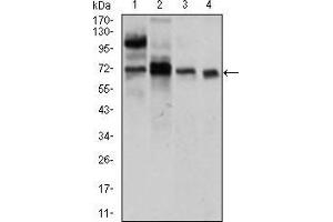 Western blot analysis using CLGN mouse mAb against LNCaP (1), HepG2 (2), PC-3 (3), and Raji (4) cell lysate. (Calmegin antibody  (AA 249-405))