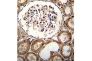 Immunohistochemistry analysis in formalin fixed and paraffin embedded human kidney tissue using CLEC18A Antibody (C-term) followed by peroxidase conjugation of the secondary antibody and DAB staining. (CLEC18A antibody  (C-Term))