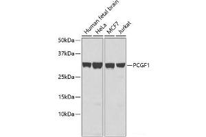 Western blot analysis of extracts of various cell lines using PCGF1 Polyclonal Antibody. (PCGF1 antibody)