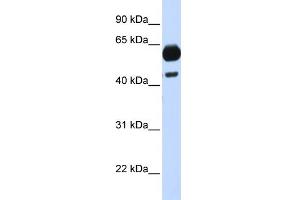 WB Suggested Anti-CDC25A Antibody Titration:  0. (CDC25A antibody  (Middle Region))