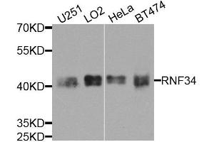 Western blot analysis of extracts of various cell lines, using RNF34 antibody (ABIN5974618) at 1/1000 dilution. (RNF34 antibody)