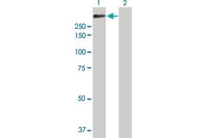 Western Blot analysis of APC expression in transfected 293T cell line by APC MaxPab polyclonal antibody. (APC antibody  (AA 1-2843))