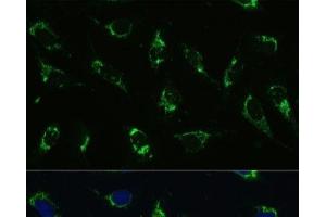 Immunofluorescence analysis of U-2 OS cells using ATP5I Polyclonal Antibody at dilution of 1:100. (ATP5I antibody)