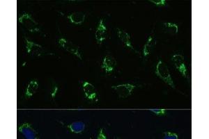 Immunofluorescence analysis of U-2 OS cells using ATP5I Polyclonal Antibody at dilution of 1:100. (ATP5I antibody)