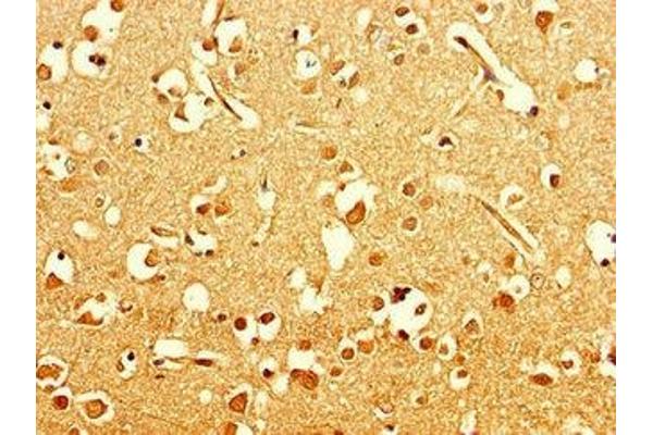 ART5 antibody  (AA 45-291)