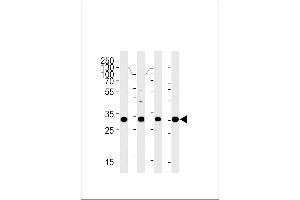 HOXB2 antibody  (C-Term)