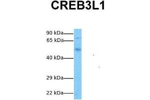 Host:  Rabbit  Target Name:  CREB3L1  Sample Tissue:  Human Fetal Lung  Antibody Dilution:  1. (CREB3L1 antibody  (N-Term))