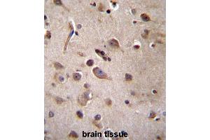 TSN Antibody (Center) immunohistochemistry analysis in formalin fixed and paraffin embedded human brain tissue followed by peroxidase conjugation of the secondary antibody and DAB staining. (Translin antibody  (Middle Region))