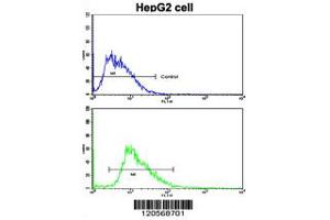 Flow cytometric analysis of HepG2 cells using LAMB2 Antibody (bottom histogram) compared to a negative control cell (top histogram). (LAMB2 antibody  (C-Term))