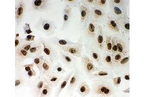 ICC testing of Lamin A antibody and A549 cells (Lamin A/C antibody  (AA 481-646))