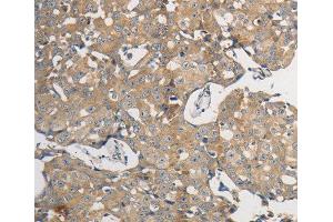 Immunohistochemistry (IHC) image for anti-Protein Phosphatase 2, Catalytic Subunit, beta Isozyme (PPP2CB) (AA 1-309) antibody (ABIN3023493) (PPP2CB antibody  (AA 1-309))