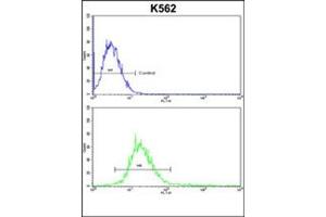 Flow cytometric analysis of k562 cells using RECK / ST15  Antibody  (bottom histogram) compared to a negative control cell (top histogram).