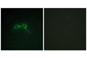 Immunofluorescence (IF) image for anti-Neurofibromin 1 (NF1) (Internal Region) antibody (ABIN1850489) (Neurofibromin 1 antibody  (Internal Region))
