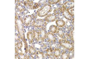 Immunohistochemistry of paraffin-embedded rat kidney using ANAPC5 antibody.