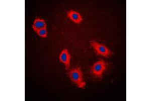 Immunofluorescence (IF) image for anti-Caspase 9, Apoptosis-Related Cysteine Peptidase (CASP9) (Center) antibody (ABIN7295128)