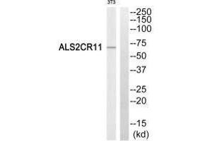 Western blot analysis of extracts from NIH/3T3 cells, using ALS2CR11 antibody. (C2 Calcium-Dependent Domain-Containing Protein 6 (C2CD6) (C-Term) antibody)