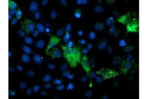 Immunofluorescence (IF) image for anti-phosphoglycerate Mutase 2 (Muscle) (PGAM2) antibody (ABIN1500173) (PGAM2 antibody)