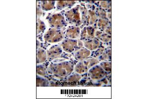 ATP1B3 Antibody immunohistochemistry analysis in formalin fixed and paraffin embedded human stomach tissue followed by peroxidase conjugation of the secondary antibody and DAB staining. (ATP1B3 antibody  (C-Term))