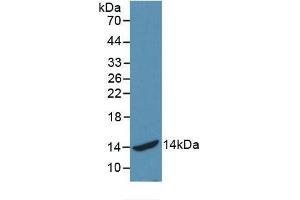 Detection of Recombinant HSPA2, Human using Monoclonal Antibody to Heat Shock 70 kDa Protein 2 (HSPA2) (HSPA2 antibody  (AA 529-615))