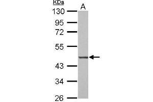 BZW2 antibody