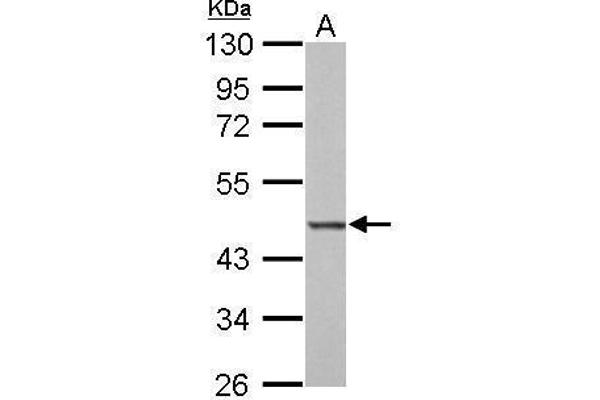 BZW2 antibody