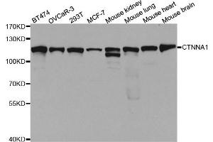 Western Blotting (WB) image for anti-Catenin (Cadherin-Associated Protein), alpha 1, 102kDa (CTNNA1) antibody (ABIN1876836) (CTNNA1 antibody)