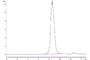 The purity of Human Notch3 is greater than 95 % as determined by SEC-HPLC. (NOTCH3 Protein (AA 40-467) (Fc Tag))