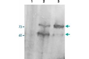 PCSK9 polyclonal antibody  staining (0. (PCSK9 antibody  (C-Term))