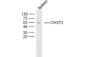 Mouse spleen lysates probed with CHST3 Polyclonal Antibody, Unconjugated  at 1:300 dilution and 4˚C overnight incubation. (CHST3 antibody  (AA 21-120))