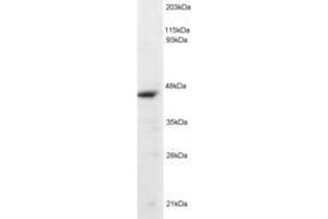 Image no. 2 for anti-Origin Recognition Complex, Subunit 4 (ORC4) (AA 350-362) antibody (ABIN293503) (ORC4 antibody  (AA 350-362))