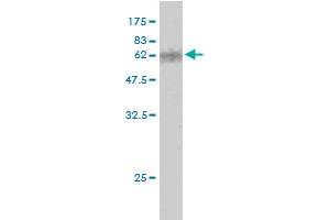 Western Blot detection against Immunogen (60.
