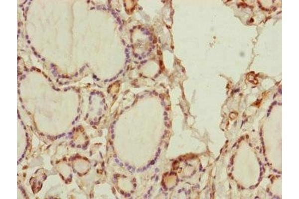 SPICE1 antibody  (AA 1-220)
