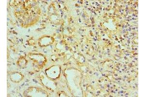 Immunohistochemistry of paraffin-embedded human kidney tissue using ABIN7159916 at dilution of 1:100 (TOMM2 (AA 20-145) antibody)
