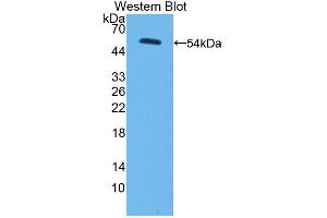 Figure. (PC antibody  (AA 36-486))