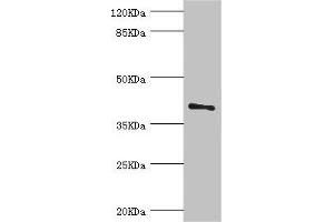 Western blot All lanes: LEFTY2 antibody at 2 μg/mL + A431 whole cell lysate Secondary Goat polyclonal to rabbit IgG at 1/10000 dilution Predicted band size: 41, 38 kDa Observed band size: 41 kDa (LEFTY2 antibody  (AA 57-366))