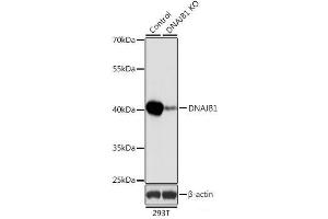 Western blot analysis of extracts from normal (control) and DNAJB1 knockout (KO) 293T cells using DNAJB1 Polyclonal Antibody at dilution of 1:1000.