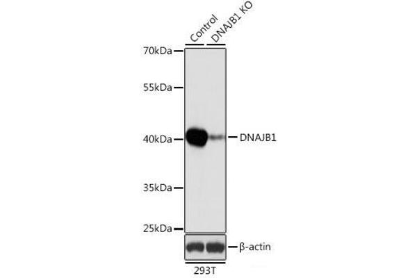 DNAJB1 antibody